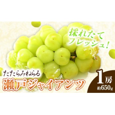 たたらみねらる瀬戸ジャイアンツ1房 マスカット (2026年産先行受付)1-37a