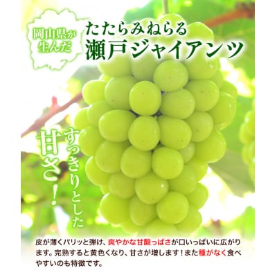 たたらみねらる瀬戸ジャイアンツ1房 マスカット (2026年産先行受付)1-37a