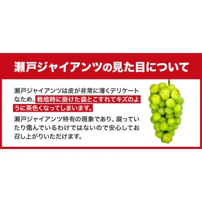 たたらみねらる瀬戸ジャイアンツ1.3kg以上(2〜3房)2026年産先行受付 2-22a
