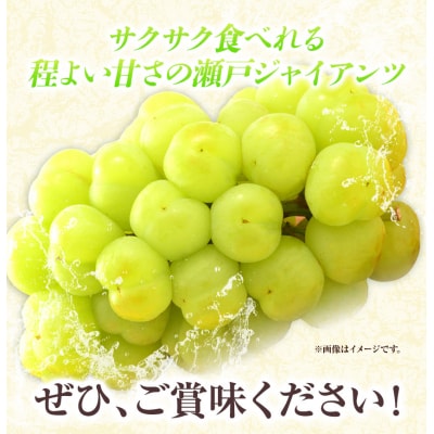たたらみねらる瀬戸ジャイアンツ1.3kg以上(2〜3房)2026年産先行受付 2-22a