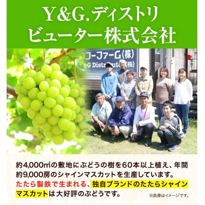 たたらみねらる瀬戸ジャイアンツ2kg以上(3〜5房)2026年産先行受付