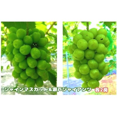たたらみねらるシャインマスカット+瀬戸ジャイアンツ2kg以上各2房(2025年産先行受付) 