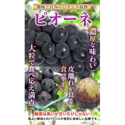 たたらみねらるシャインマスカット+岡山県産ピオーネ1.3kg以上各1房 (2026年産先行受付)