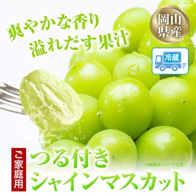 岡山県産シャインマスカット(晴王)自家用つる付き1房(530g以上)3房入り(H-32b)