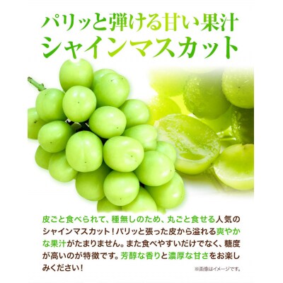 岡山県産シャインマスカット(晴王)つる付き1房(580g以上)2房入り【先行受付】H-29b