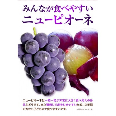 岡山県産ニューピオーネ　つる付き1房(680g以上) 1房入り　2026年産先行受付　H-33b