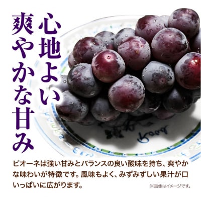 岡山県産ニューピオーネ　つる付き1房(680g以上) 1房入り　2026年産先行受付　H-33a