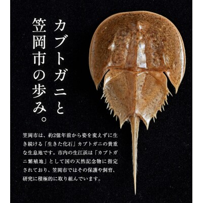 革製カブトガニ ブローチ【タックピン:ブラウン】J-12_b