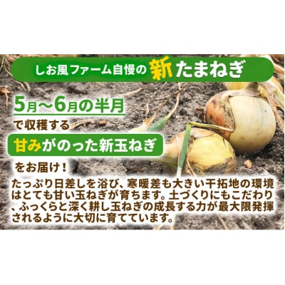 しお風 新たまねぎ 5kg 大きさ不揃い《5月中旬-6月上旬頃出荷》岡山県 笠岡市