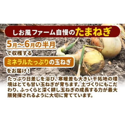 しお風 たまねぎ 5kg 大きさ不揃い《6月上旬-6月末頃出荷》岡山県 笠岡市