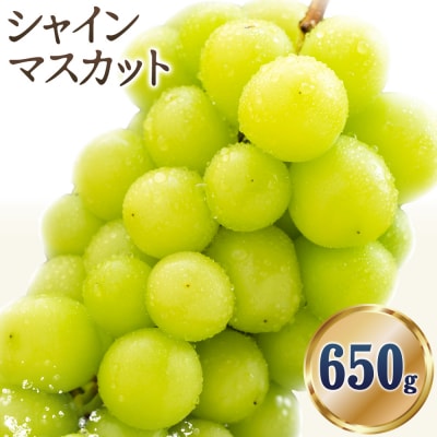 シャインマスカット 約650g《9月上旬-11月中旬頃出荷》岡山県 笠岡市 ぶどう 果物
