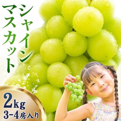 【さとふる限定】シャインマスカット 約2kg《9月上旬-11月中旬頃出荷》岡山県 笠岡市 ぶどう