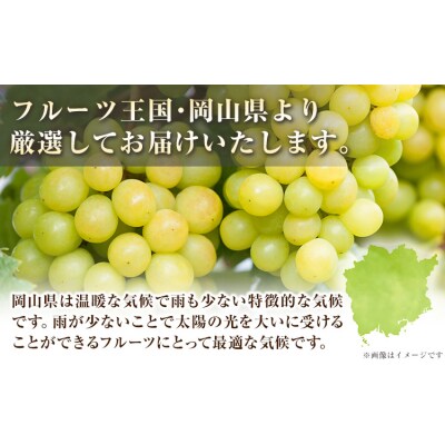 シャインマスカット 約2kg《9月上旬-11月中旬頃出荷》岡山県 笠岡市 ぶどう 果物