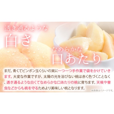 桃 岡山の桃 約1kg《6月下旬-9月上旬頃出荷》岡山県 笠岡市 ご家庭用 白桃