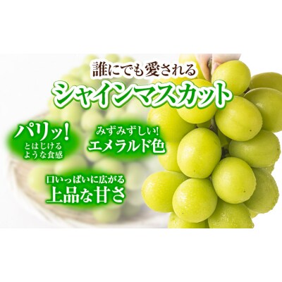 【2ヶ月定期便】シャインマスカット 計2.6kg《2026年9月上旬-11月中旬頃出荷》