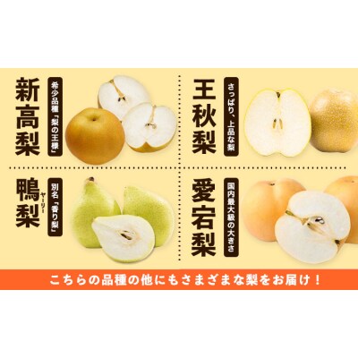 秀品 岡山県産 旬の 梨 約2.5kg 2~6玉前後《9月上旬-1月末頃に出荷予定》岡山県 笠岡市