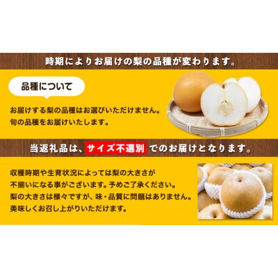 秀品 岡山県産 旬の 梨 約4kg 3~10玉前後《9月上旬-1月末頃に出荷予定》岡山県 笠岡市