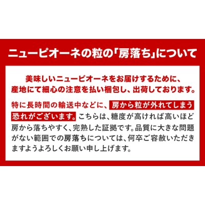 岡山県産 秀品 ニューピオーネ 約600g 1房《8月下旬-10月中旬頃出荷》岡山県 笠岡市 果物