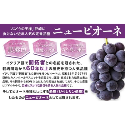 岡山県産 秀品 ニューピオーネ  約1.2kg 2房《8月下旬-10月中旬頃出荷》岡山県 笠岡市