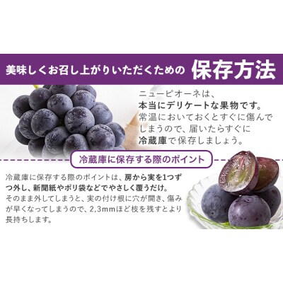 岡山県産 秀品 ニューピオーネ  約1.2kg 2房《8月下旬-10月中旬頃出荷》岡山県 笠岡市