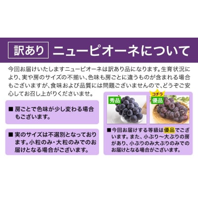 岡山県産 訳あり ニューピオーネ 約600g 1房《8月下旬-10月中旬頃出荷》岡山県 笠岡市 果物