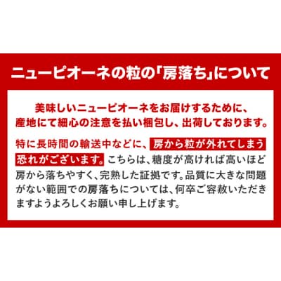 岡山県産 訳あり ニューピオーネ 約600g 1房《8月下旬-10月中旬頃出荷》岡山県 笠岡市 果物