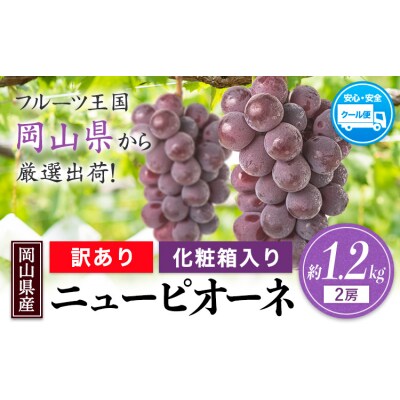 岡山県産 訳あり ニューピオーネ 約1.2kg (2房)《8月下旬-10月下旬頃出荷》岡山県 笠岡市