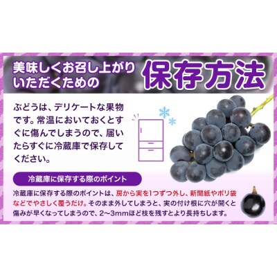 岡山県産 訳あり ニューピオーネ 約1.2kg (2房)《8月下旬-10月下旬頃出荷》岡山県 笠岡市