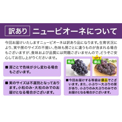 岡山県産 訳あり ニューピオーネ 約1.2kg (2房)《8月下旬-10月下旬頃出荷》岡山県 笠岡市