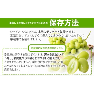 秀品 シャインマスカット 約600g 1房《9月上旬-11月上旬頃出荷》岡山県 笠岡市 果物