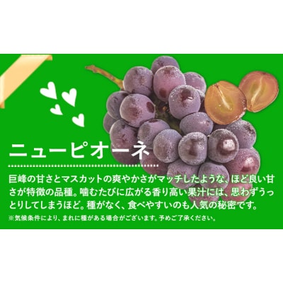 訳あり ニューピオーネ シャインマスカット 約1.2kg 2房《9月上旬-10月下旬頃に出荷予定》