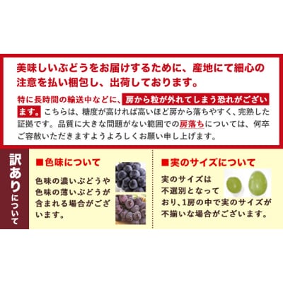 訳あり ニューピオーネ シャインマスカット 約1.2kg 2房《9月上旬-10月下旬頃に出荷予定》