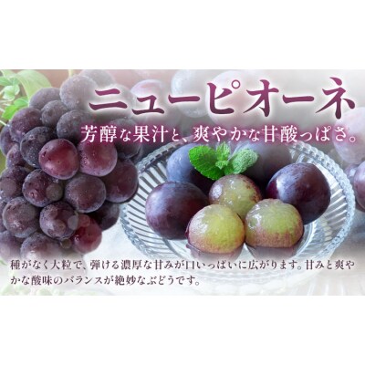 【定期便】フルーツ Aコース 3回定期便 桃 マスカット ピオーネ 梨《7月上旬-10月末頃出荷》