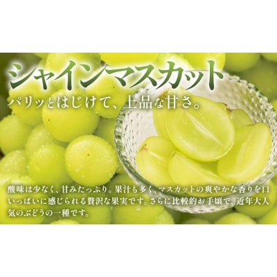【定期便】フルーツ Aコース 3回定期便 桃 マスカット ピオーネ 梨《7月上旬-10月末頃出荷》