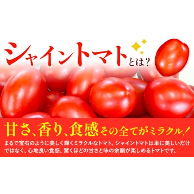 シャイントマト 1kg シャイントマトファーム《1月中旬-7月下旬頃出荷》【配送不可地域あり】