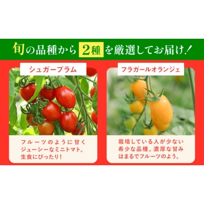 シャイントマト 1kg シャイントマトファーム《1月中旬-7月下旬頃出荷》【配送不可地域あり】