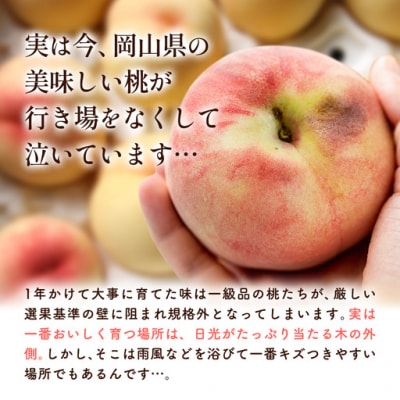 ＼2026年発送ですぐ届く/訳あり お助け桃 約1.2kg《6月下旬-9月上旬頃出荷》笠岡市 家庭用