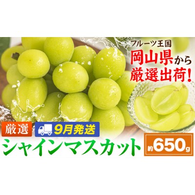 【9月発送】シャインマスカット 約650g(1房)《2026年9月上旬-9月末頃出荷》