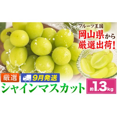 【9月発送】シャインマスカット 約1.3kg(2-3房)《2026年9月上旬-9月末頃出荷》