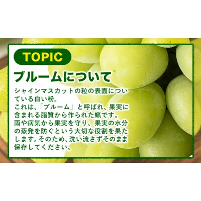 【9月発送】シャインマスカット 約1.3kg(2-3房)《2026年9月上旬-9月末頃出荷》