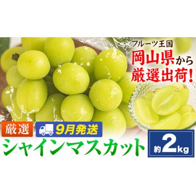 【9月発送】シャインマスカット 約2kg(3-5房)《2026年9月上旬-9月末頃出荷》