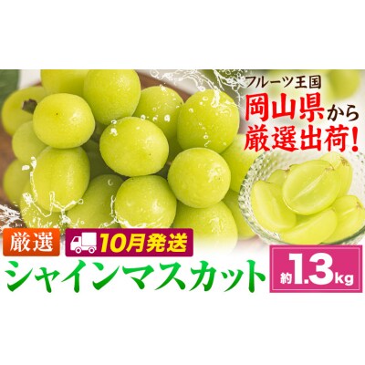 【10月発送】シャインマスカット 約1.3kg(2-3房)《2026年10月上旬-10月末頃出荷》