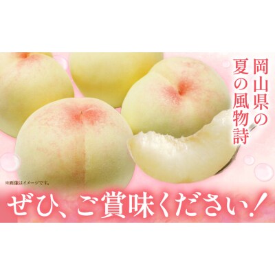 【2027年発送先行予約】ご家庭用　おかやまの桃　約1.3kg(5玉から6玉)