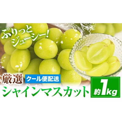 【さとふる限定】シャインマスカット 約1kg《9月上旬-11月上旬頃出荷》笠岡市