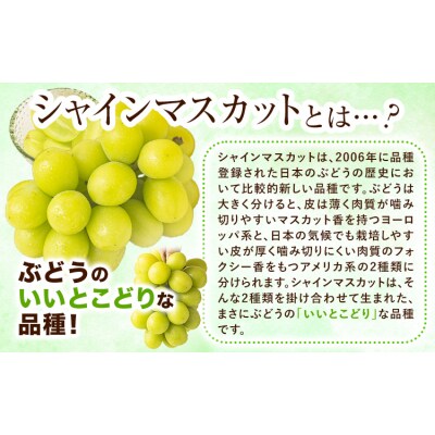 【さとふる限定】シャインマスカット 約1kg《9月上旬-11月上旬頃出荷》笠岡市