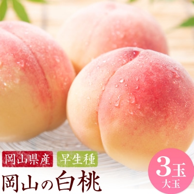 【2027年発送先行予約】岡山の白桃 早生種 大玉3玉 約900g【配送不可地域:離島】