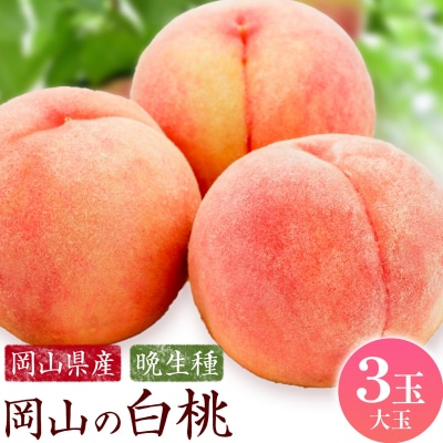 【2027年発送先行予約】岡山の白桃 晩生種 大玉3玉 約900g【配送不可地域:離島】