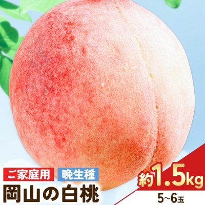【2027年発送先行予約】ご家庭用 岡山の白桃(晩生種)約1.5kg 5～6玉【配送不可地域:離島】