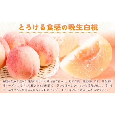 【2027年発送先行予約】ご家庭用 岡山の白桃(晩生種)約1.5kg 5～6玉【配送不可地域:離島】