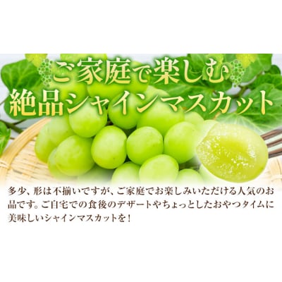 岡山県産 ご家庭用 シャインマスカット 2～3房 約1.2kg【配送不可地域:離島】
